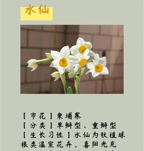 八仙花花语花意解读（探秘八仙花的深意，花开花落的生命哲学）
