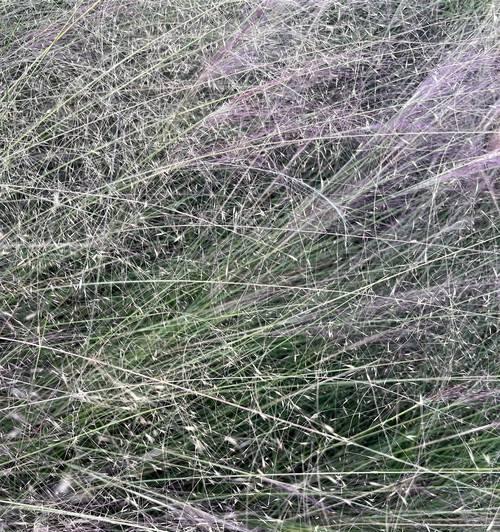 粉黛乱子草的花语（一朵花的情感告白，诉说内心的喜悦与希望）