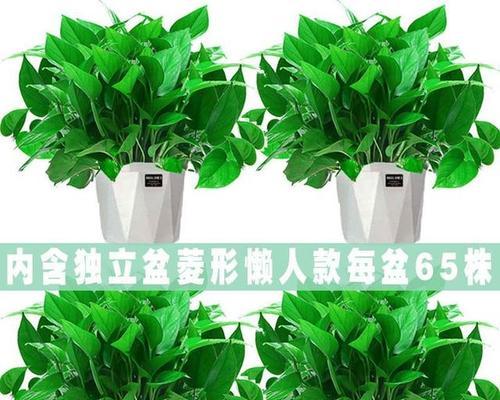 绿萝的花语与寓意（探索绿萝的象征意义及其文化内涵）