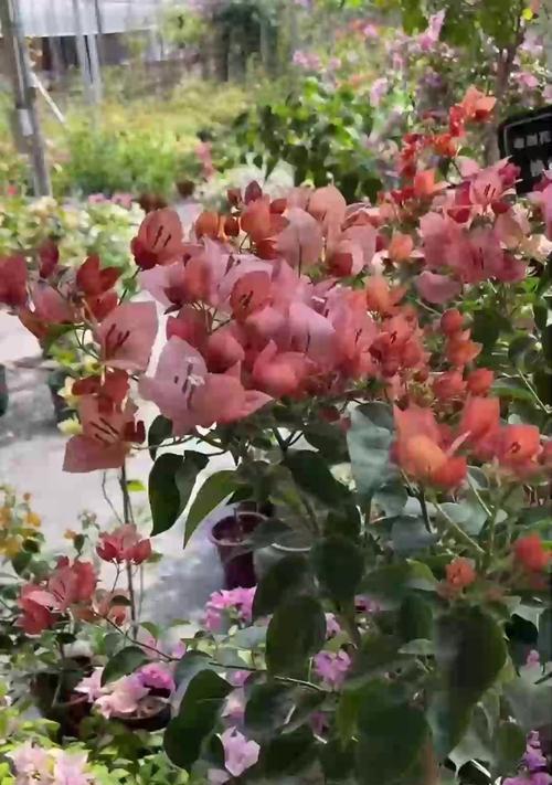绿萝的花语与寓意（探索绿萝的象征意义及其文化内涵）