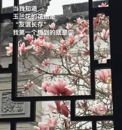以百合花的花语表达友谊的主题（用花语传递友谊的真挚和纯洁）