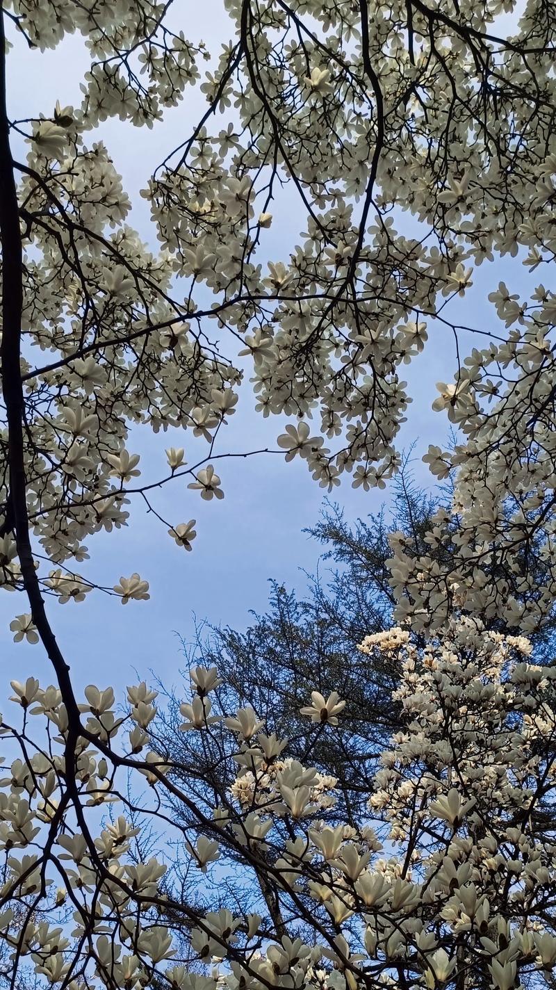 以百合花的花语表达友谊的主题（用花语传递友谊的真挚和纯洁）