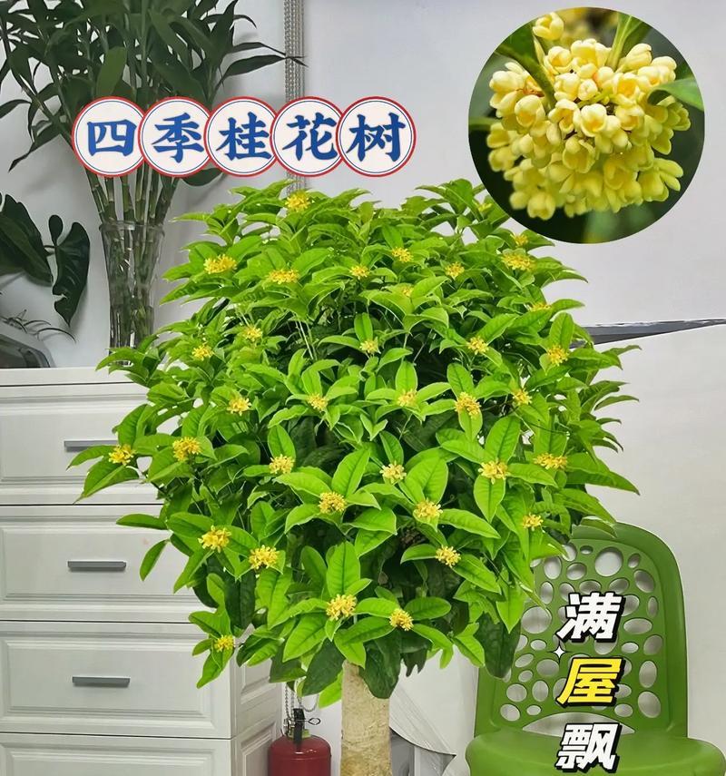四季桂花（秋日芬芳，春日盛开，四季桂花的花语与美丽传奇）