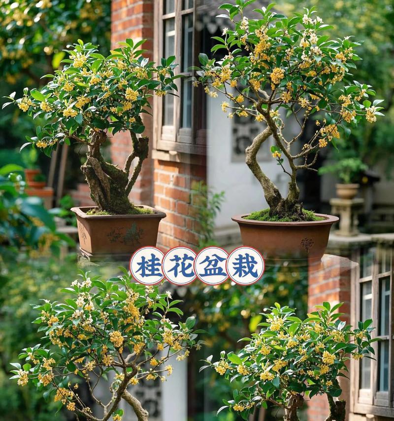四季桂花（秋日芬芳，春日盛开，四季桂花的花语与美丽传奇）