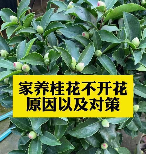 四季桂花（秋日芬芳，春日盛开，四季桂花的花语与美丽传奇）