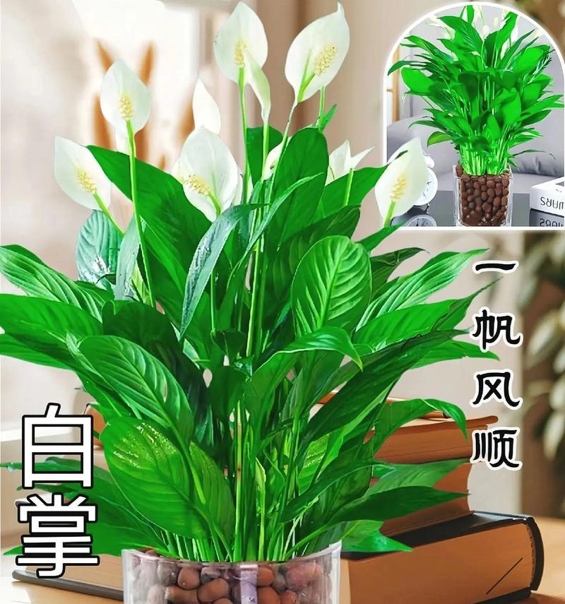 白掌的寓意与象征意义（探寻白掌在文化与艺术中的多重象征）