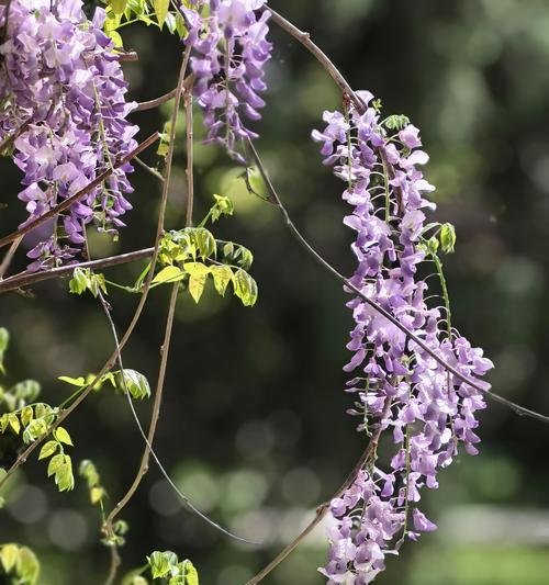 紫藤花的花语与传说（紫藤花的神秘魅力和寓意）