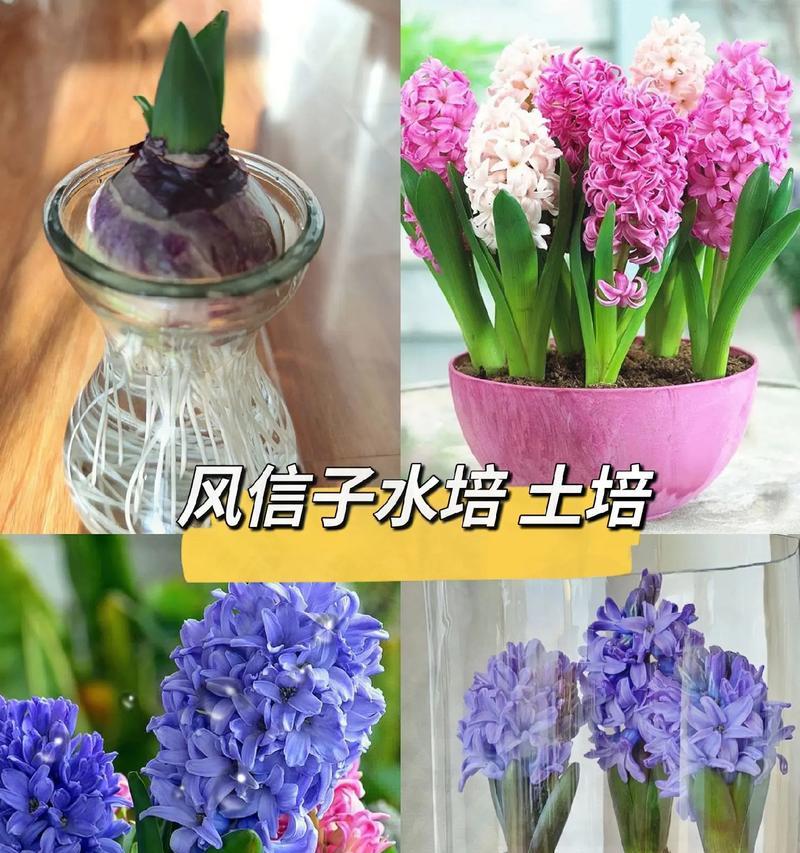 水培风信子的花语（深入探究风信子花语的意义与象征）