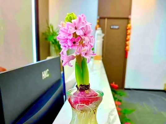 水培风信子的花语（深入探究风信子花语的意义与象征）
