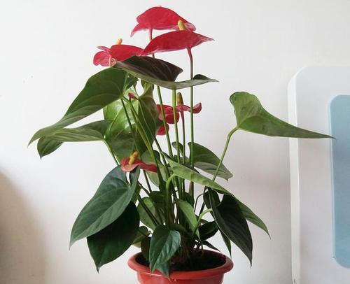 花开吉祥，运势旺盛（以花朵象征祝福的文化传统）