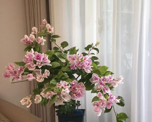 三角梅的花语与寓意（花开寄托情愫，三角梅传递无尽爱意）