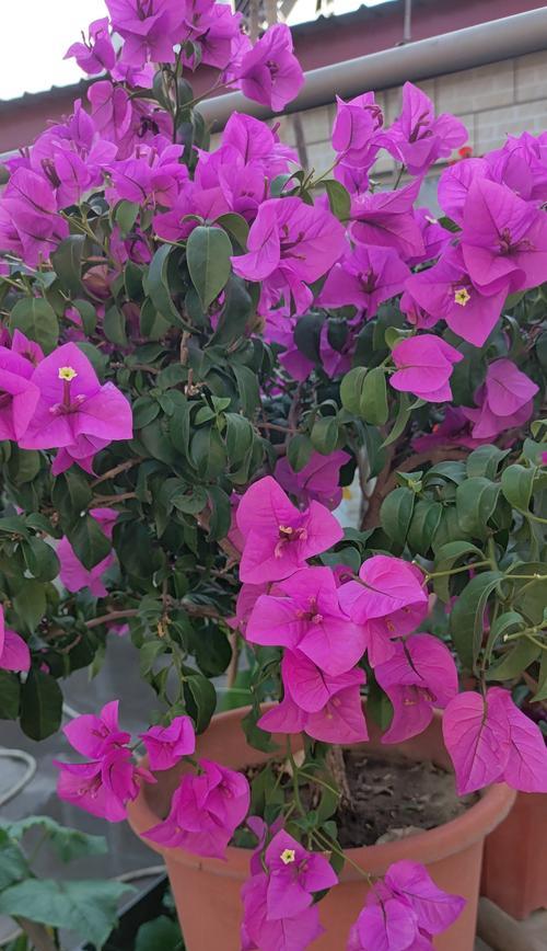 三角梅的花语与寓意（花开寄托情愫，三角梅传递无尽爱意）
