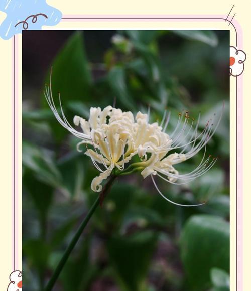 石蒜花花语的意义与传承（探索石蒜花语的美妙世界）