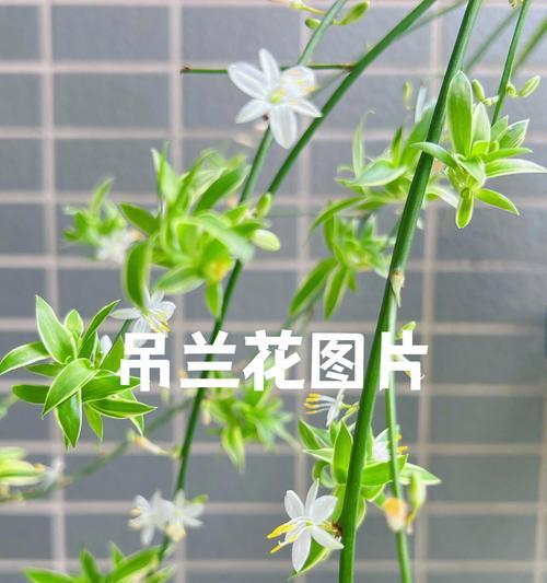 吊兰的花语（探寻吊兰之美，解读其独特的象征意义）