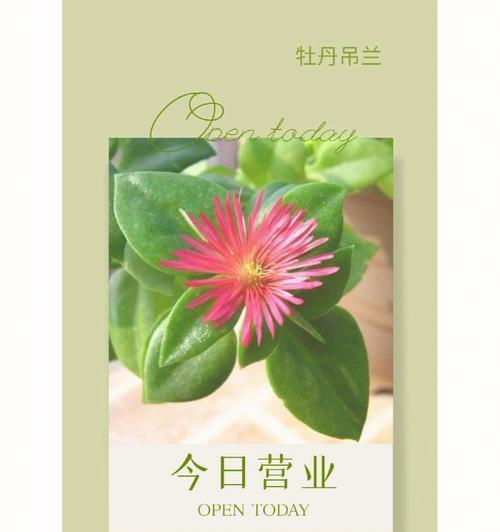 吊兰的花语（探寻吊兰之美，解读其独特的象征意义）