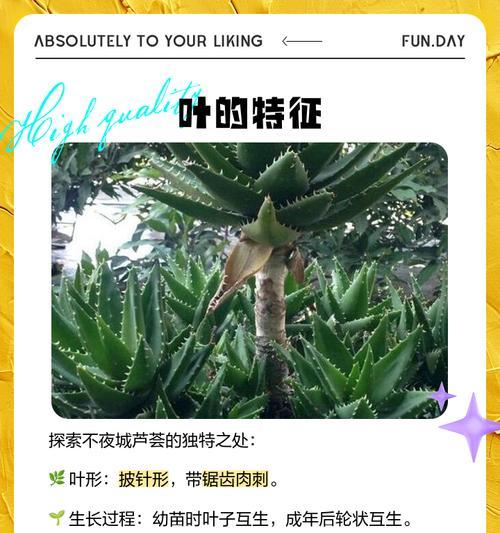 不夜城芦荟的神秘开花之谜（探寻不夜城芦荟开花的奇迹与寓意）