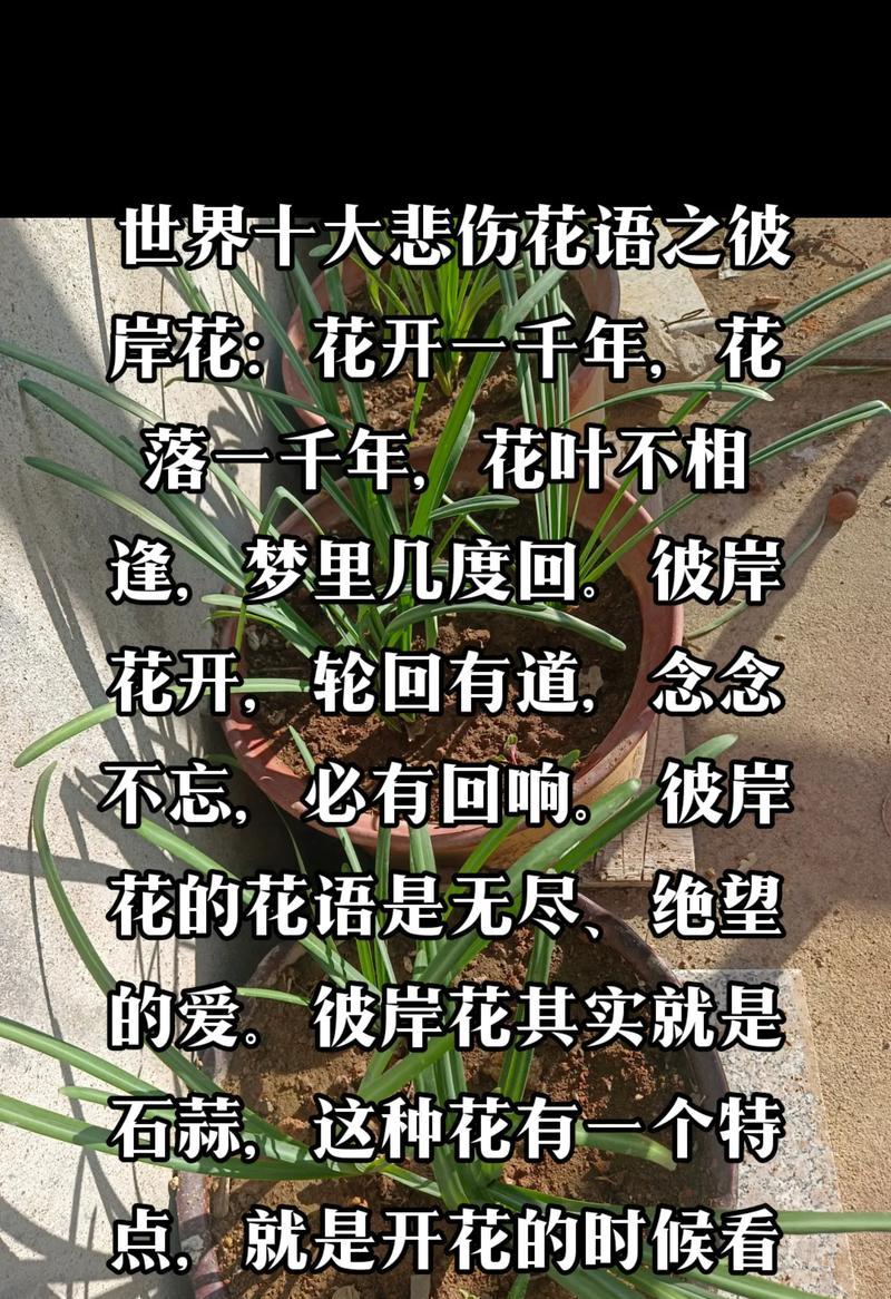 彼岸花（探寻彼岸花的象征意义和寓意）