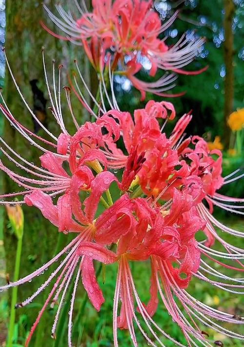 彼岸花（探寻彼岸花的象征意义和寓意）