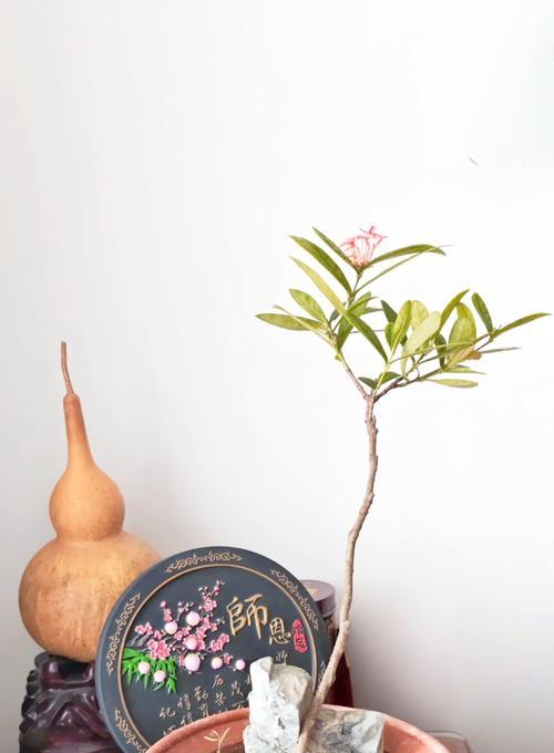 仙丹花（探寻仙丹花的花语与神秘传说，惊叹大自然的奇迹）