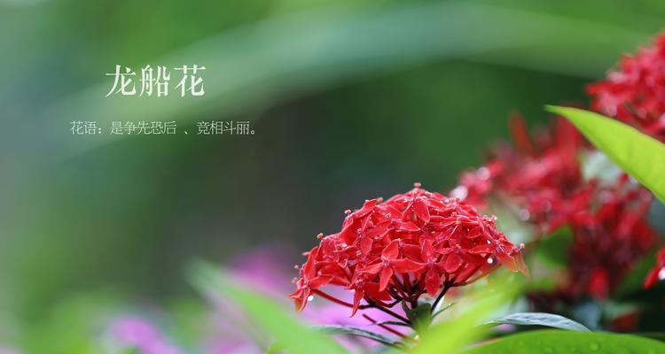 仙丹花（探寻仙丹花的花语与神秘传说，惊叹大自然的奇迹）
