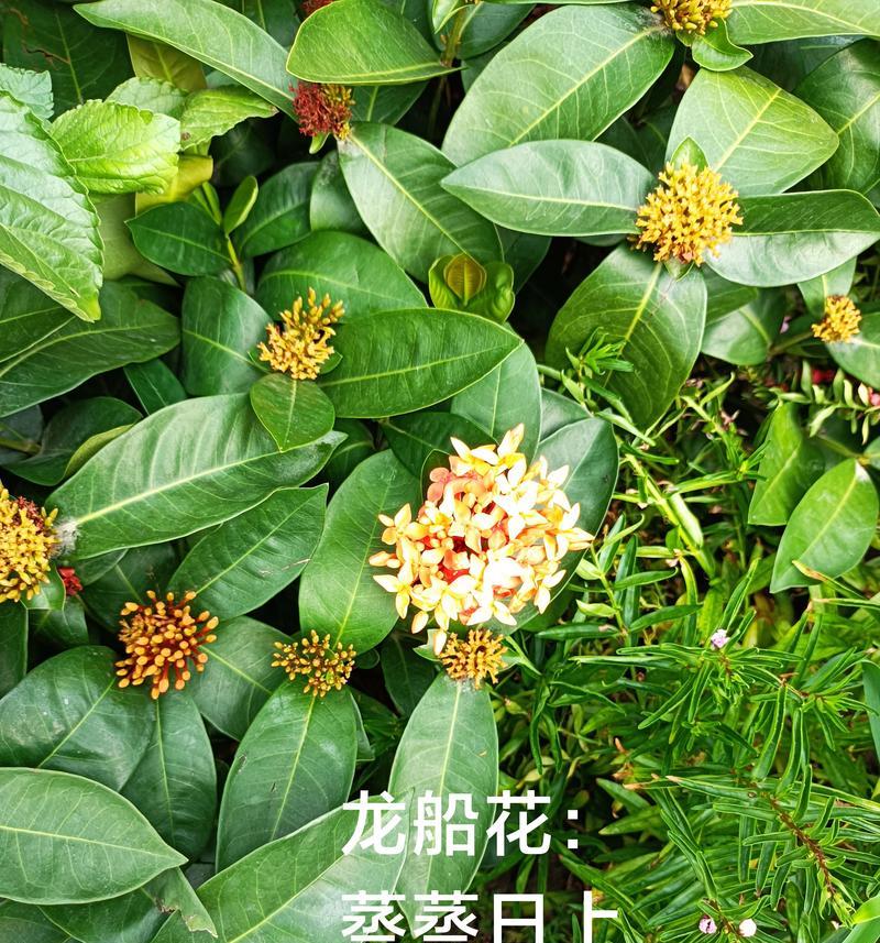 仙丹花（探寻仙丹花的花语与神秘传说，惊叹大自然的奇迹）