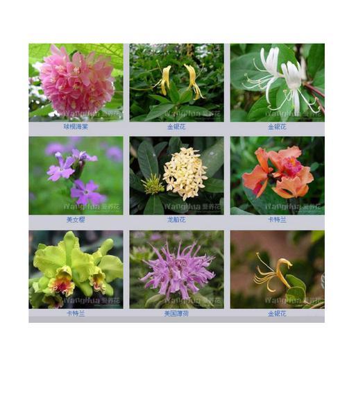 11朵香槟玫瑰的寓意与祝福（探寻玫瑰花语的深层意义与传递）