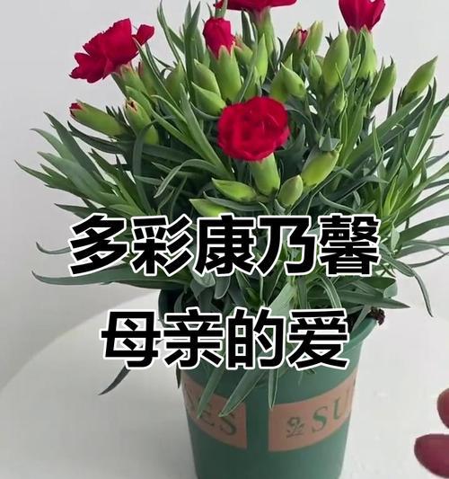 康乃馨的特点与象征意义（纯洁、勇气与母爱——康乃馨的象征意义）