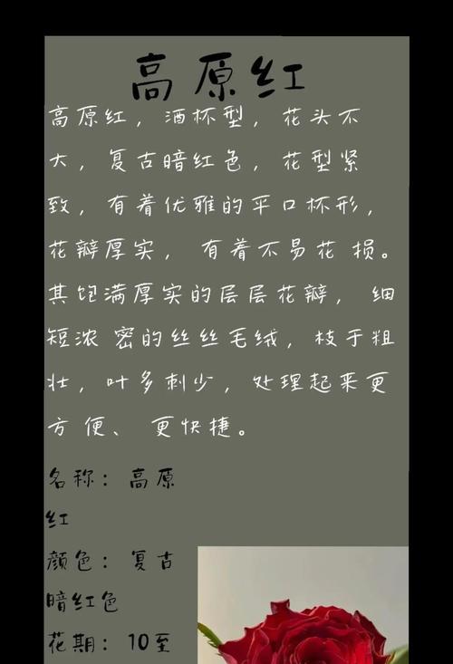 玫瑰花语的神秘寓意（探索玫瑰花语的意义与魅力）
