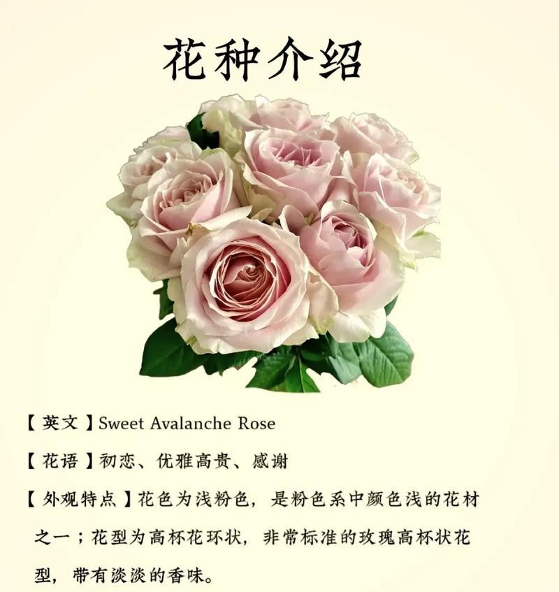玫瑰花语的神秘寓意（探索玫瑰花语的意义与魅力）