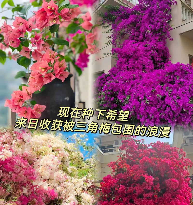 三角梅花语中的无真爱（三角梅花语所揭示的爱情的虚幻性）