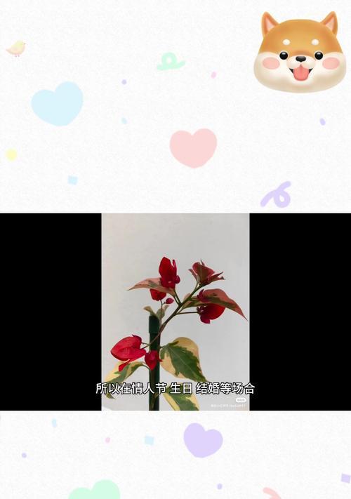 三角梅花语中的无真爱（三角梅花语所揭示的爱情的虚幻性）