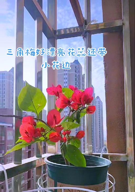 三角梅花语中的无真爱（三角梅花语所揭示的爱情的虚幻性）