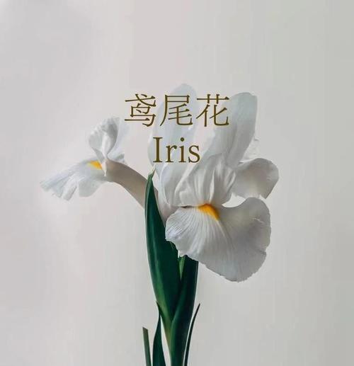 揭秘鸢尾花的花语和象征意义（用花语解读鸢尾花的神秘世界）