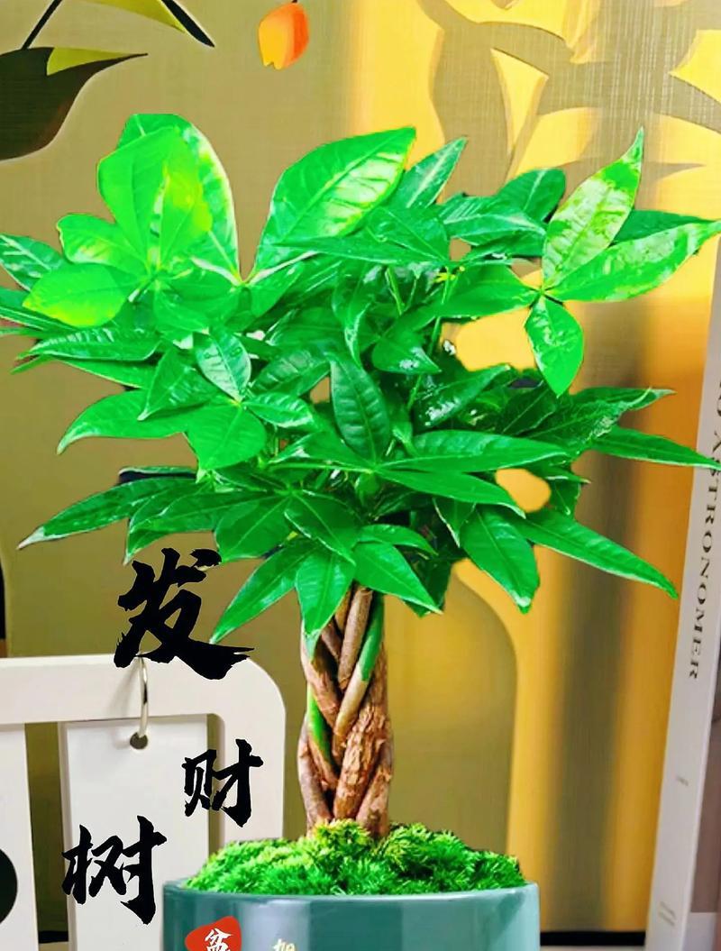 发财树开花时的寓意与预示（发财树开花的时间及其象征意义）