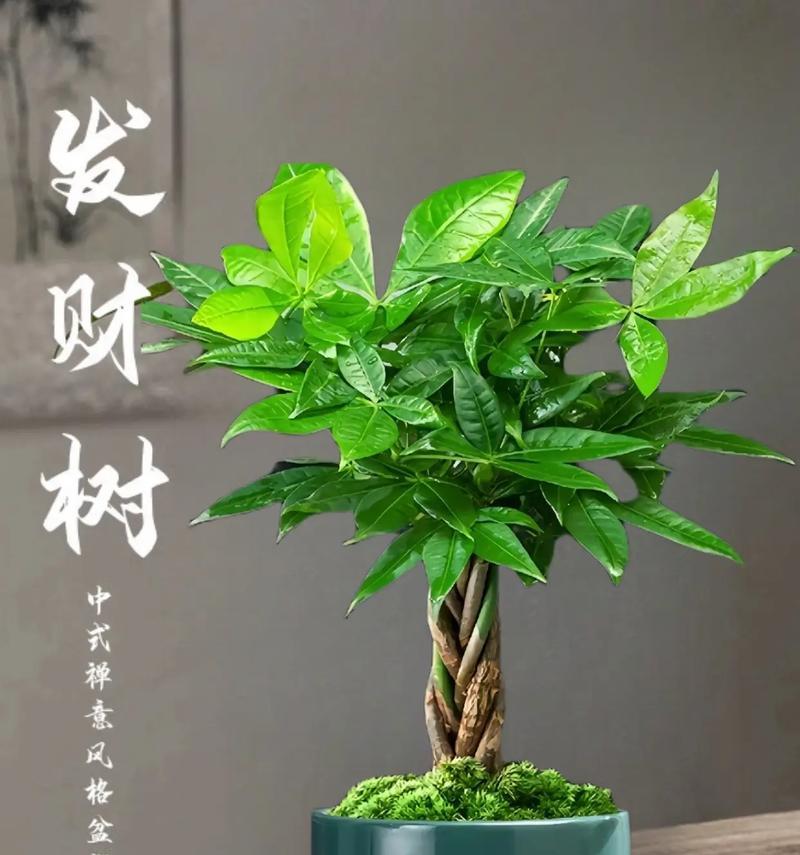 发财树开花时的寓意与预示（发财树开花的时间及其象征意义）