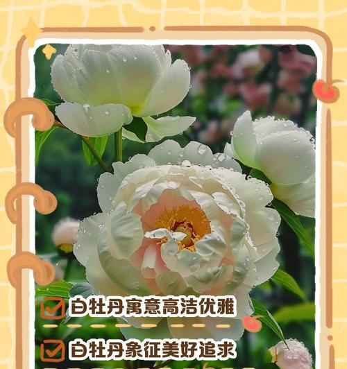山丹花的寓意与象征（探索山丹花的传奇之美）