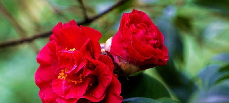 山丹花的寓意与象征（探索山丹花的传奇之美）