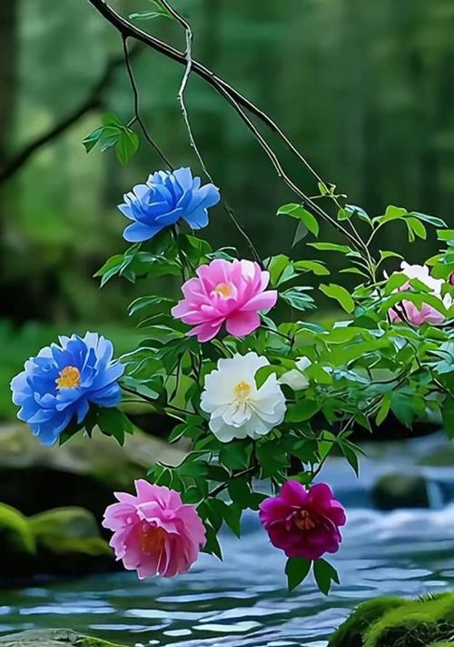 花开如意，吉祥绽放（以代表吉祥如意的花为主题的探索与赞美）
