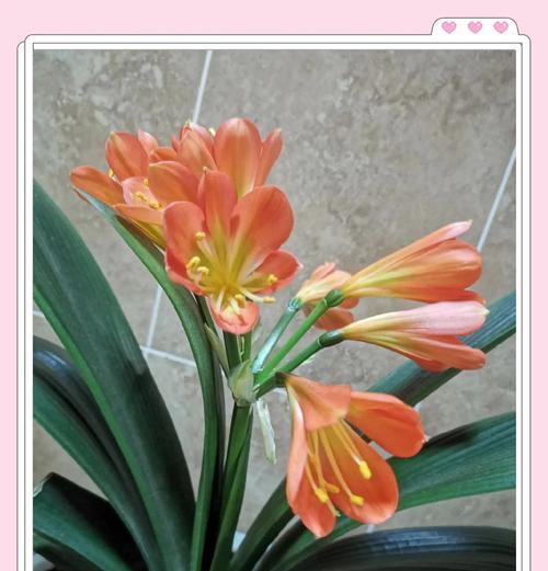 君子兰花的花语（揭示君子兰花所传递的深邃内涵）