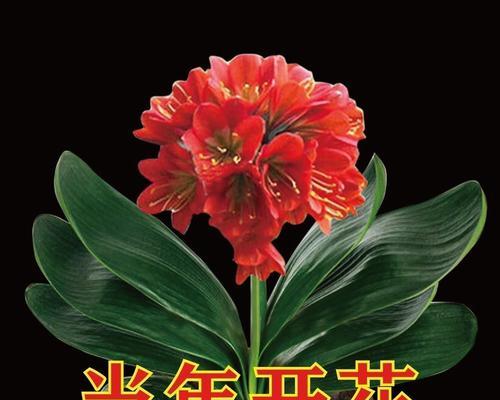 君子兰花的花语（揭示君子兰花所传递的深邃内涵）