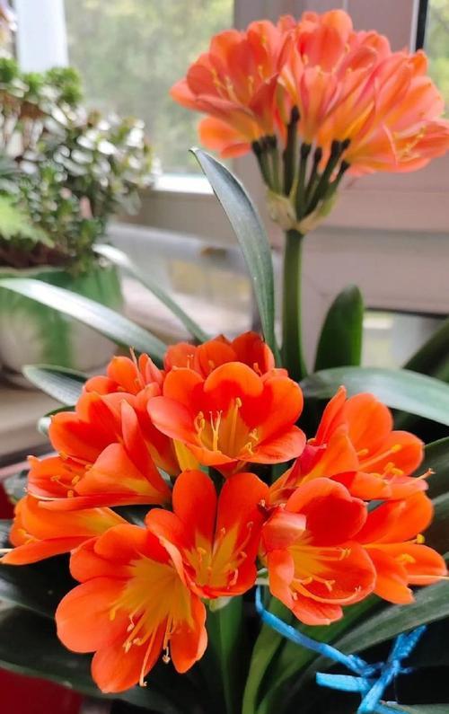 君子兰花的花语（揭示君子兰花所传递的深邃内涵）