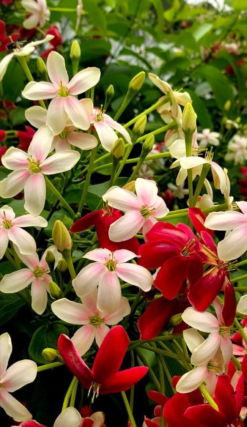君子花语与寓意（传承千年的文化智慧）