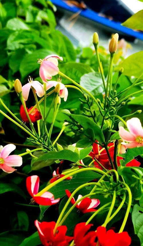 君子花语与寓意（传承千年的文化智慧）