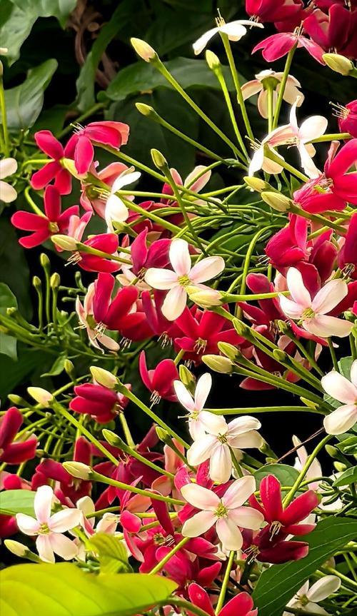 君子花语与寓意（传承千年的文化智慧）