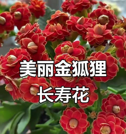 红色长寿花花语（绽放红色长寿花，传递长寿吉祥的花语）