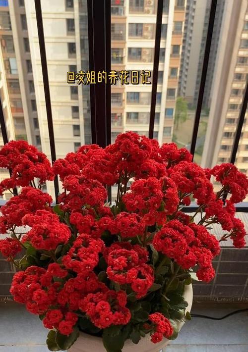 红色长寿花花语（绽放红色长寿花，传递长寿吉祥的花语）
