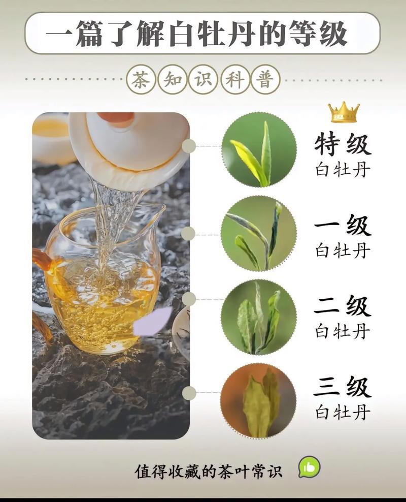 白牡丹与红牡丹的花语比较（探究白牡丹和红牡丹的意义及象征）