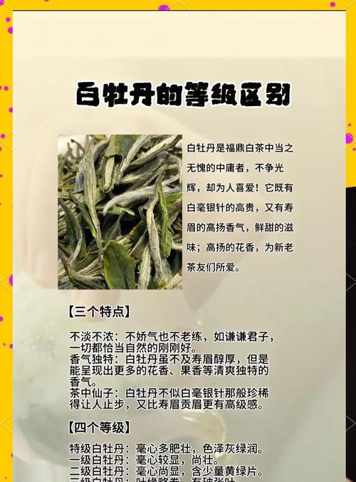 白牡丹与红牡丹的花语比较（探究白牡丹和红牡丹的意义及象征）