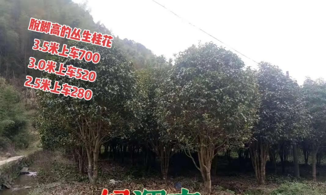 绿化苗木脱脚的意义和方法（保护绿化苗木，从脱脚做起）