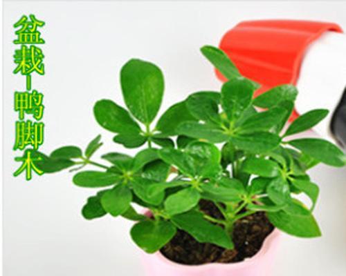 绿化苗木脱脚的意义和方法（保护绿化苗木，从脱脚做起）